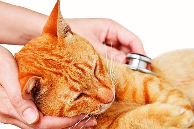 image service anual by Waggin Tails Pet Care
