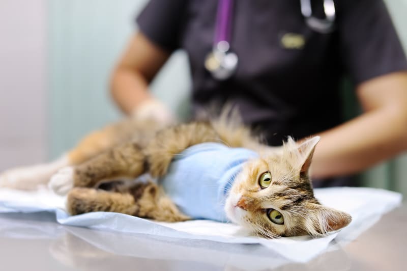 image service cirugia by Waggin Tails Pet Care