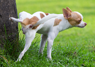 image service urinaria by Waggin Tails Pet Care