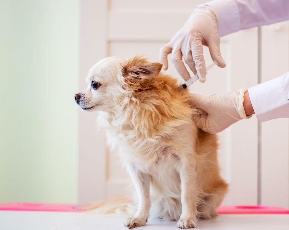 image service vacunacion by Waggin Tails Pet Care
