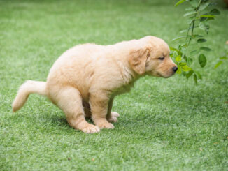 service image fecal by Waggin Tails Pet Care